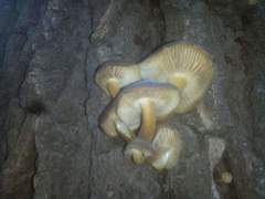 Flammulina velutipes