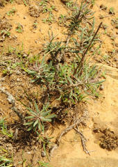 Pachypodium