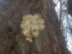 Flammulina velutipes