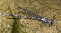 Argia tonto