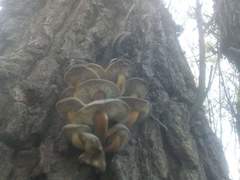 Flammulina velutipes