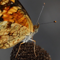 Phyciodes tharos