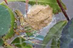 Peucetia viridans