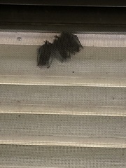 Pipistrellus abramus