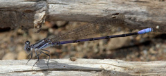 Argia hinei