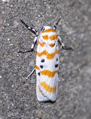 Cyana arama arama