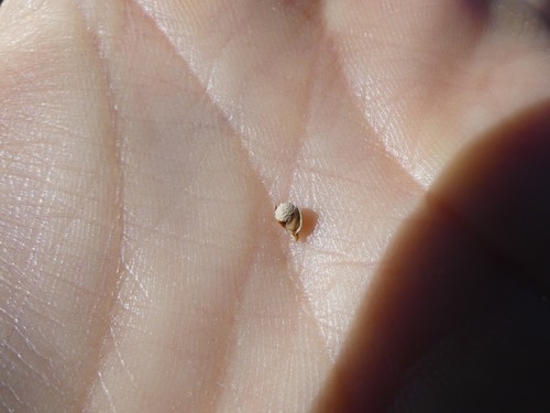 Image of Scleria pauciflora by (c) botanygirl, some rights reserved (CC BY)