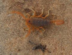 Parabuthus planicauda