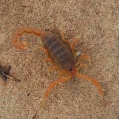 Parabuthus planicauda