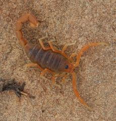 Parabuthus planicauda