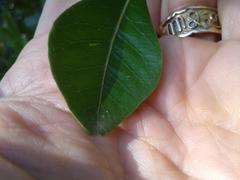 Searsia lucida lucida