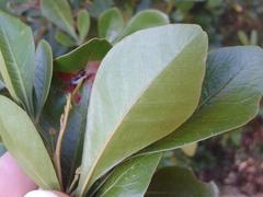 Searsia lucida lucida