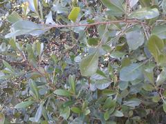 Searsia lucida lucida