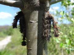 Entomophaga maimaiga