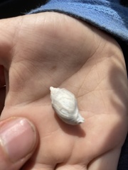 Buccinanops cochlidium