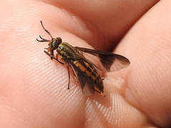 Chrysops striatus