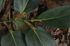 Piper daniel-gonzalezii