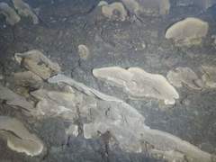 Irpex lacteus