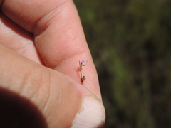 Utricularia geoffrayi