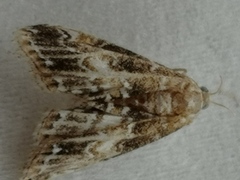 Elophila turbata