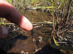 Utricularia geoffrayi