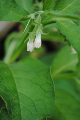Hieracium promontoriale