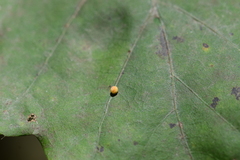 Zopheroteras