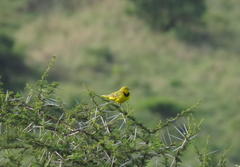 Tmetothylacus tenellus