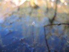 Utricularia geoffrayi