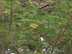 Erythrostemon mexicanus