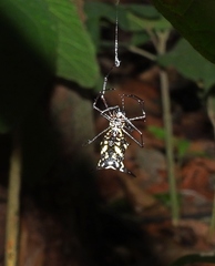 Micrathena miles