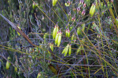 Erica viridiflora viridiflora