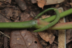 Piper daniel-gonzalezii