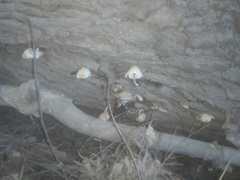 Psathyrellaceae