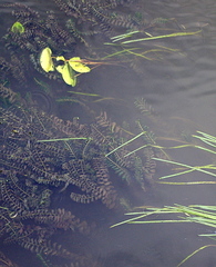 Potamogeton perfoliatus
