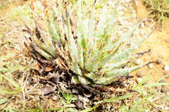 Aloe longistyla