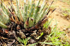 Aloe longistyla