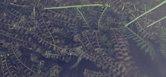Potamogeton perfoliatus