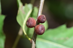 Zopheroteras