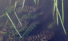 Potamogeton perfoliatus