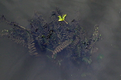 Potamogeton perfoliatus