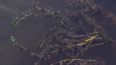 Potamogeton perfoliatus