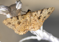 Psilalcis conspicuata