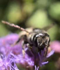 Megachile brevis
