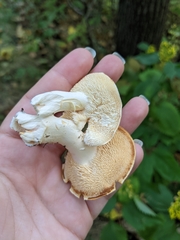 Hydnum subtilior