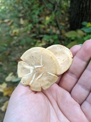 Hydnum subtilior