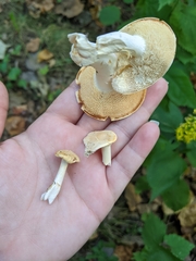 Hydnum subtilior