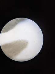 Hydnum subtilior