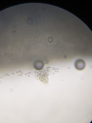 Hydnum subtilior