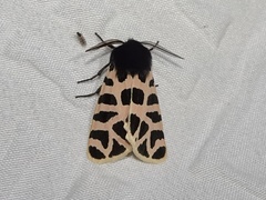 Apantesis incorrupta